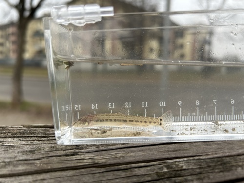 Italian Spined Loach