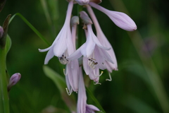 Hosta