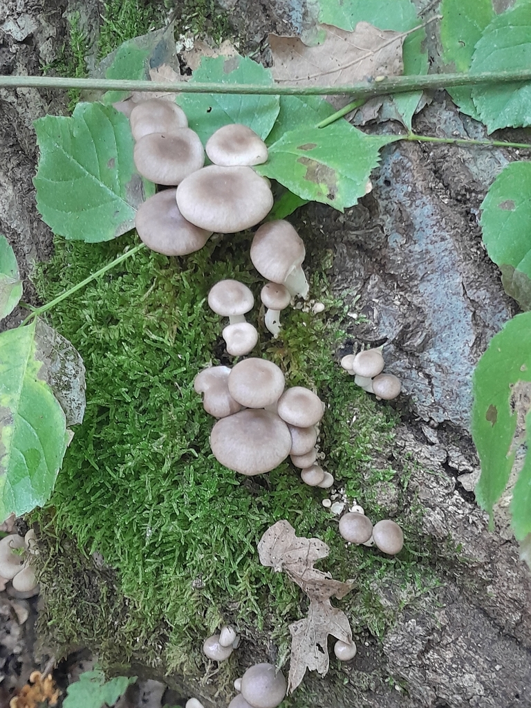 Oyster Mushroom