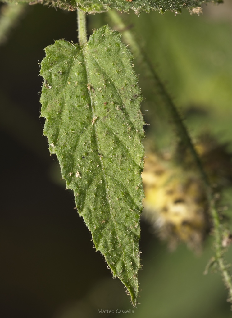 Tragia pacifica