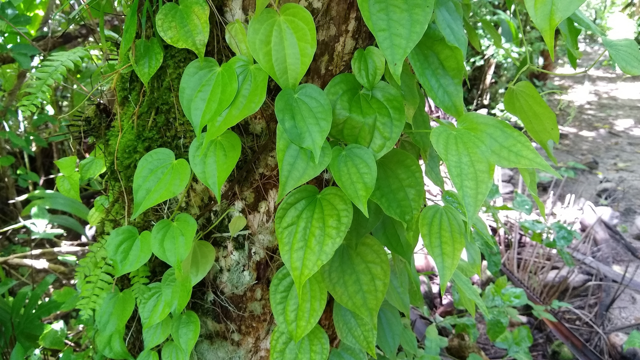 Piper ponapense