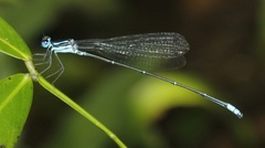 Caconeura