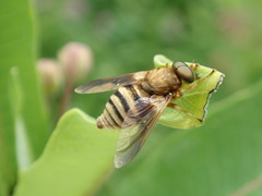 Goniops chrysocoma