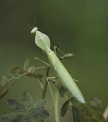 Rhombodera kirbyi