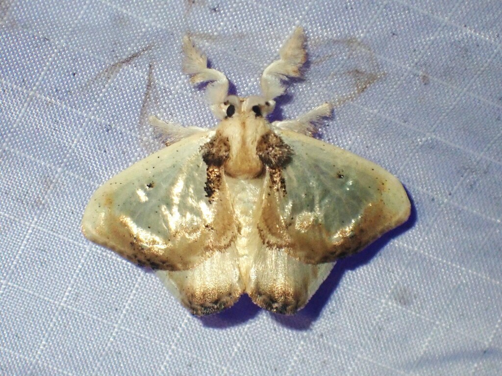 Minacraga disconitens
