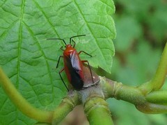 Coccobaphes frontifer