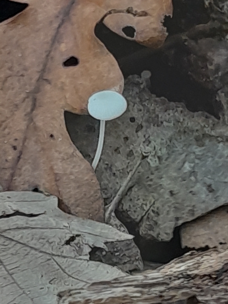 Milky Bonnet
