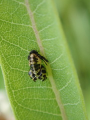 Propylea quatuordecimpunctata