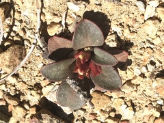 Lewisia kelloggii