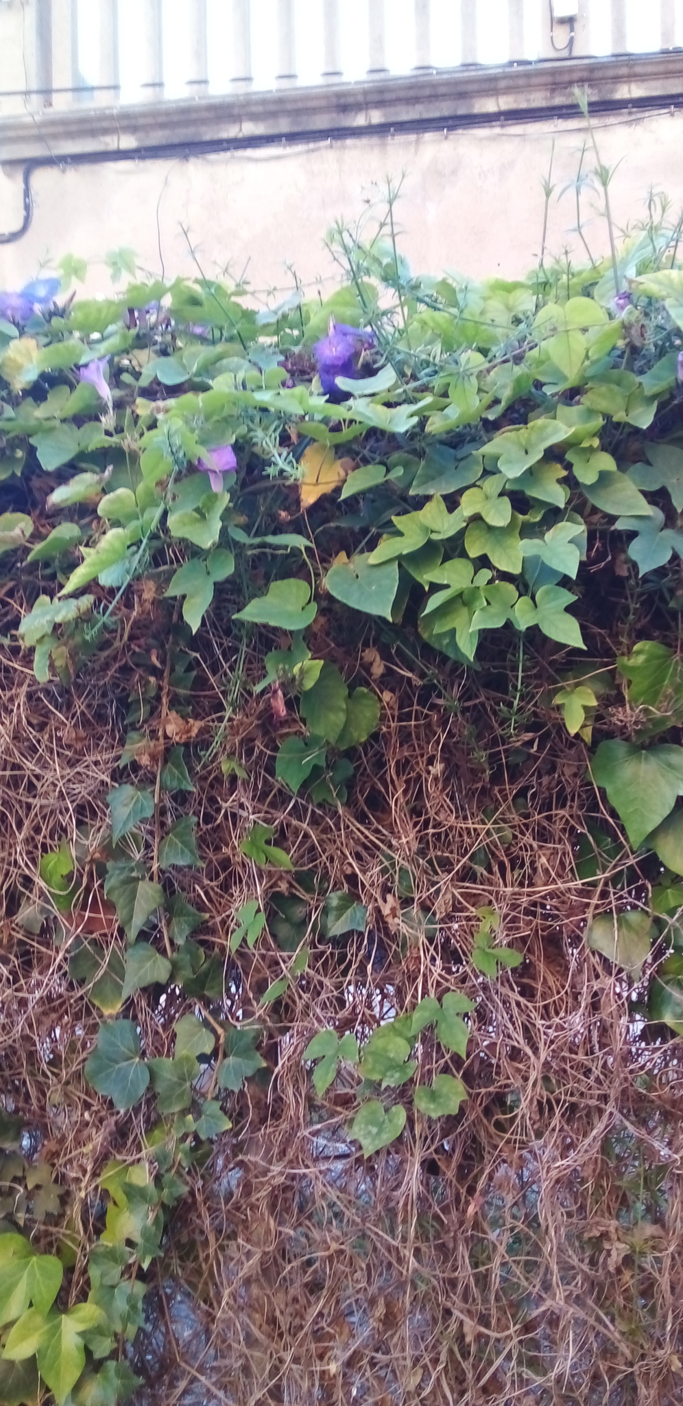 Imagem de Flor de janeiro