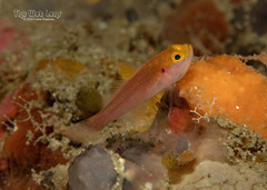 Stobb's Dwarfgoby photo 1