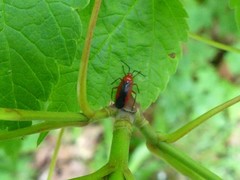 Coccobaphes frontifer