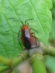 Coccobaphes frontifer