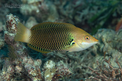 Axil Spot Wrasse photo 1