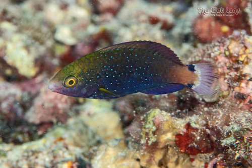 Swarthy Parrotfish