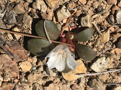 Lewisia kelloggii