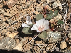 Lewisia kelloggii