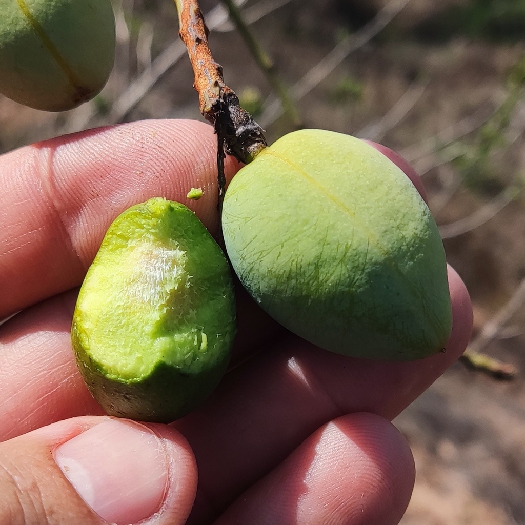 Andira nitida