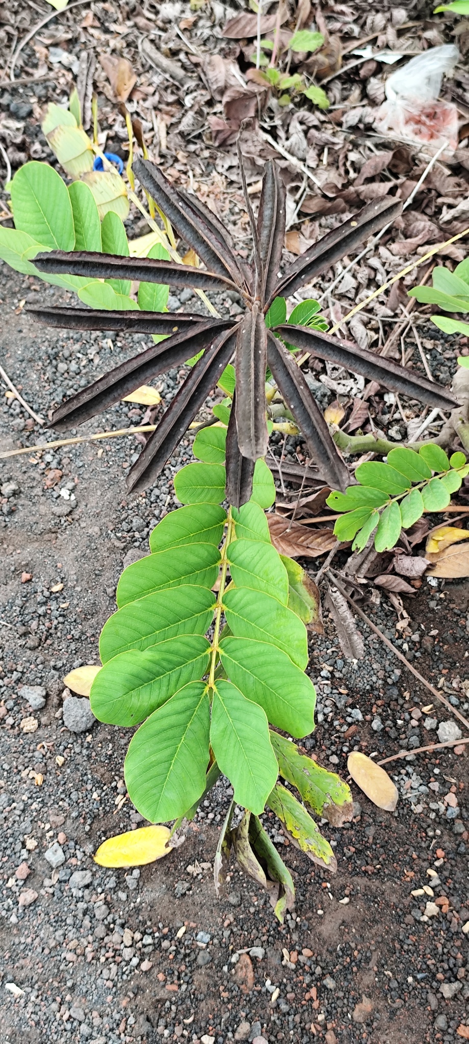 Imagem de Fedegoso-gigante