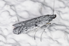 Phycitodes mucidella