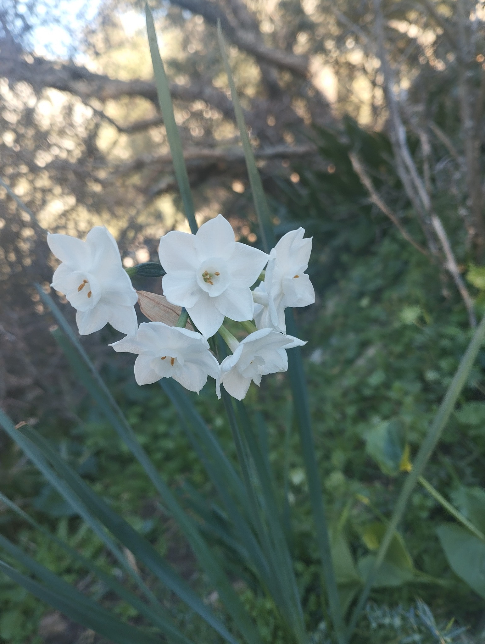 Imagem de Narciso