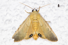 Litoprosopus coachella