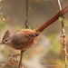 Typical Tit-Spinetails - Photo (c) Sebastián Lescano, some rights reserved (CC BY-NC), uploaded by Sebastián Lescano