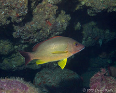 Lutjanus fulvus