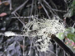 Usnea flavocardia