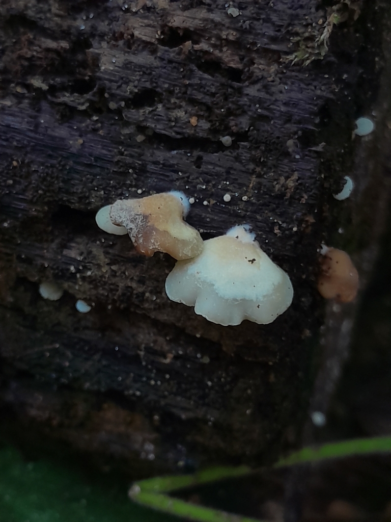 Crépidote applani