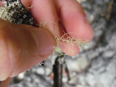 Usnea flavocardia
