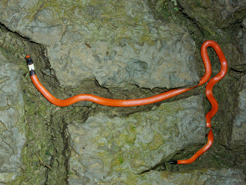 Gomes' Burrowing Snake