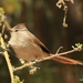 Brown-capped Tit-Spinetail - Photo (c) Sebastián Lescano, some rights reserved (CC BY-NC), uploaded by Sebastián Lescano