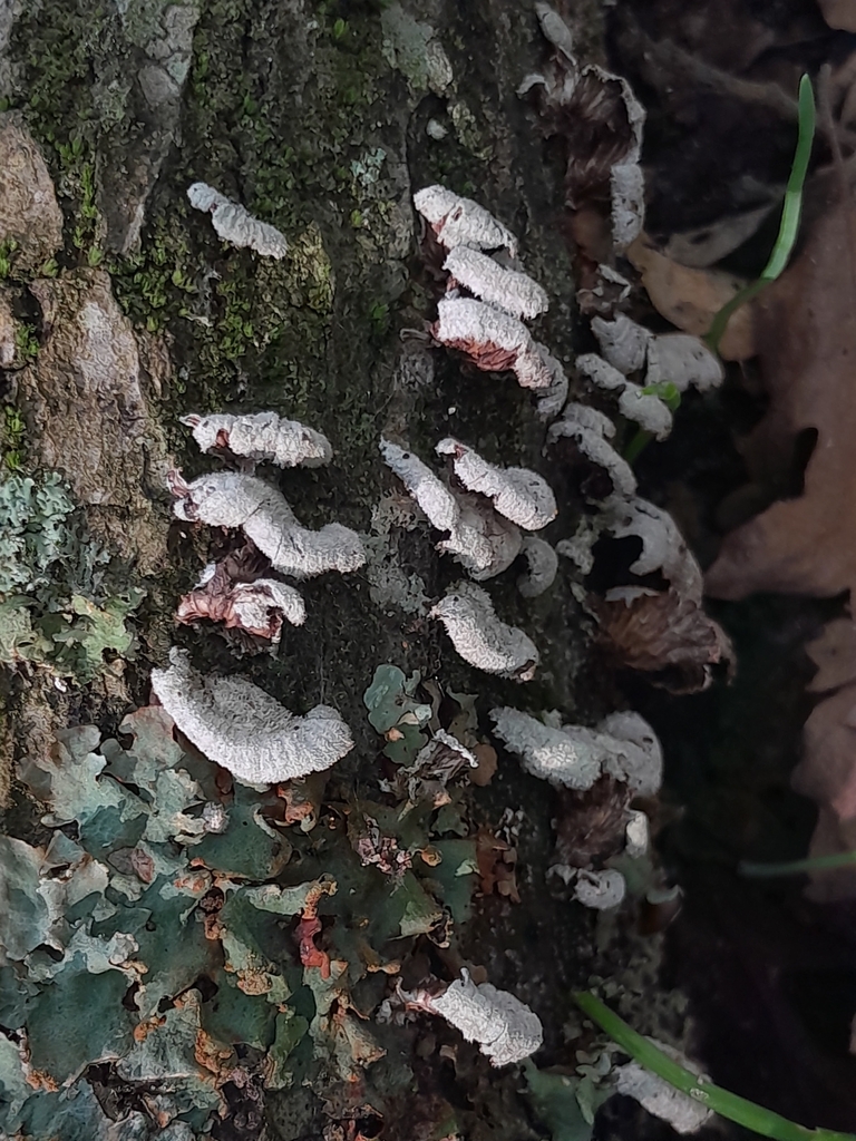 Schizophylle commun