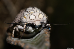 Hypercompe