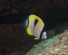 Chaetodon unimaculatus