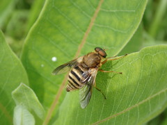 Goniops chrysocoma