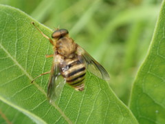 Goniops chrysocoma