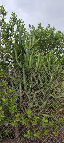 Foto de Cacto-candelabro
