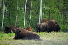 Bison bison athabascae