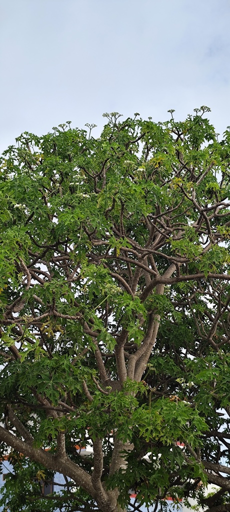 Foto de Chaya