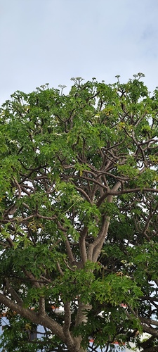 Chaya