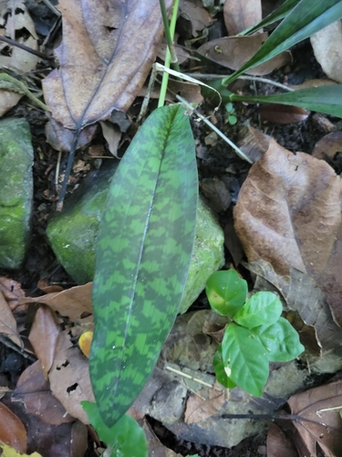 Foto de Orquídea-tigre