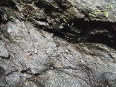 Eleutherodactylus semipalmatus