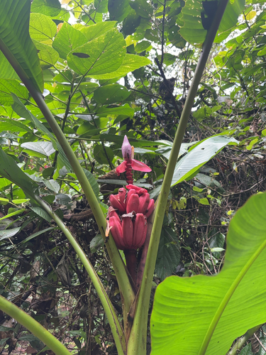 Bananeira de jardim