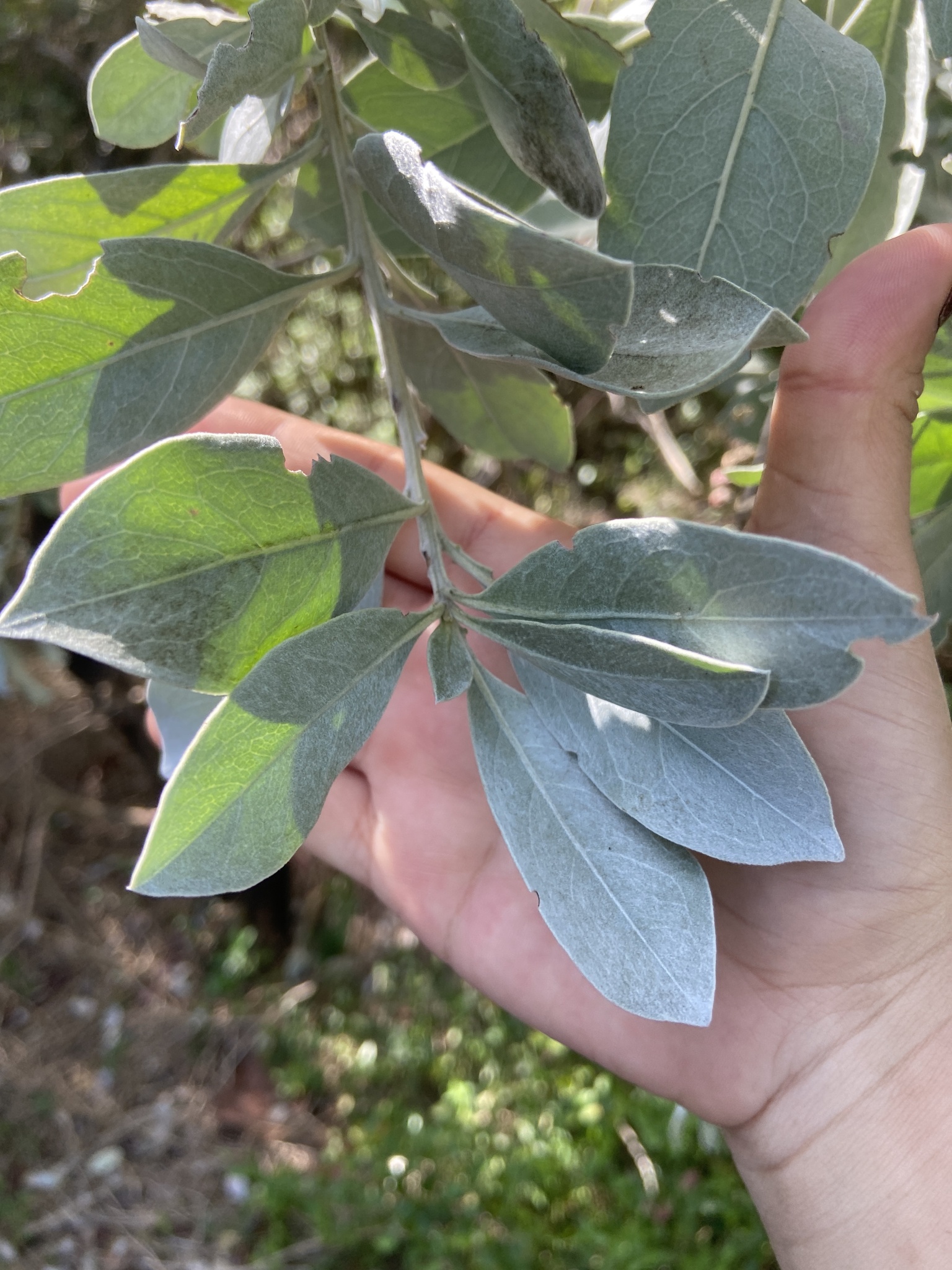 Imagem de Mangue-de-botão