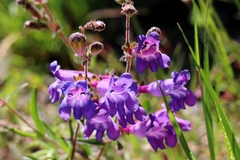 Penstemon laetus