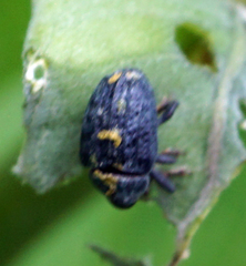 Rhyssomatus lineaticollis