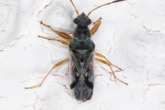 Pseudopachybrachius vinctus