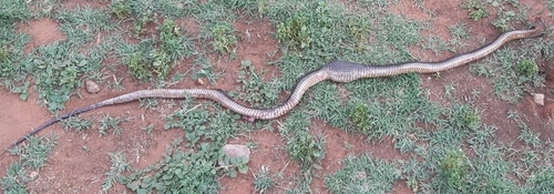 Cape Cobra